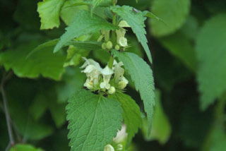 Lamium album Witte dovenetel bestellen